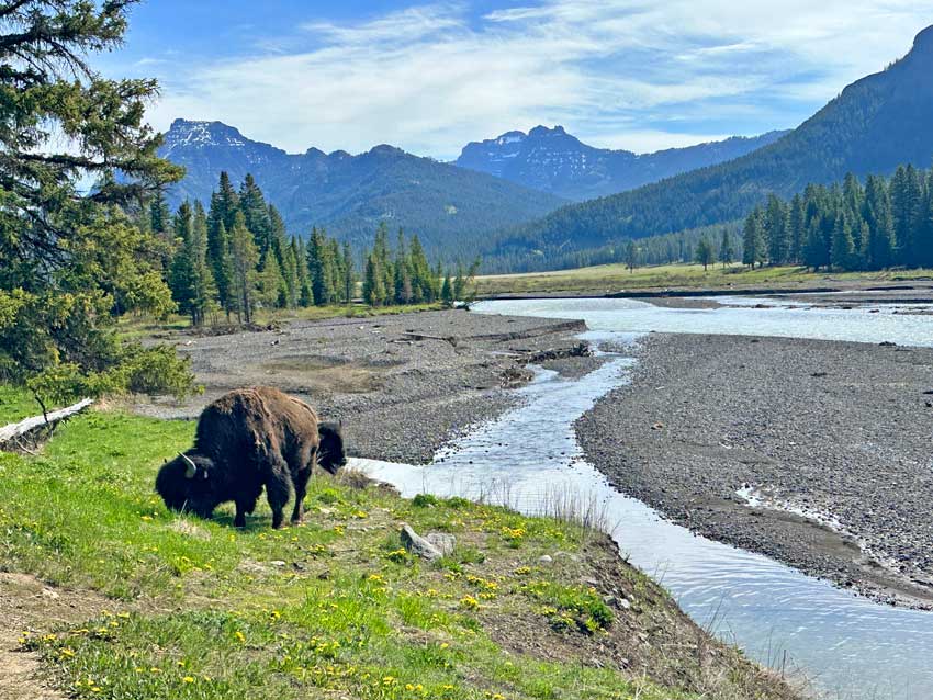 Bison grazing at Yellowstone National Park