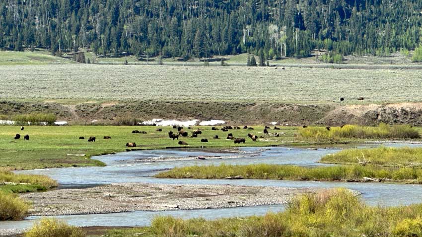 Bison herd at Yellowstone