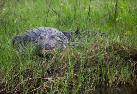 A hungry croc along the Zambezi River in Botswana. Photo by Benjamin Rader