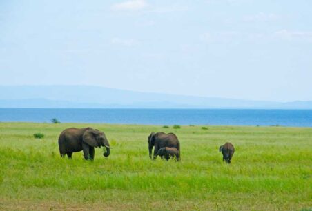Elephants grazing along the Zambezi River. Photo by Benjamin Rader