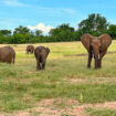 A herd of elephants in Botswana. Photo by Benjamin Rader