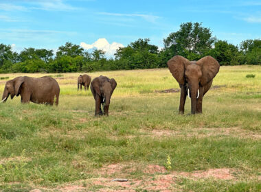 A herd of elephants in Botswana. Photo by Benjamin Rader