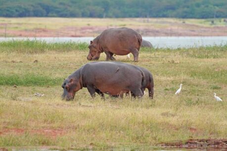 Hippos in Chobe National Park in Botswana. Photo by Benjamin Rader