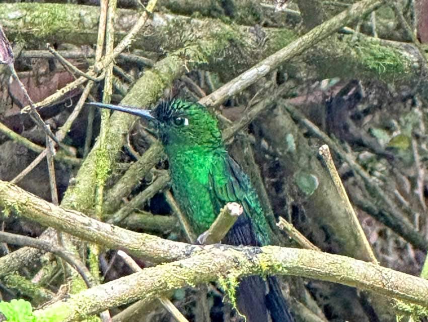 Hummingbird in Ecuador. Photo by Janna Graber