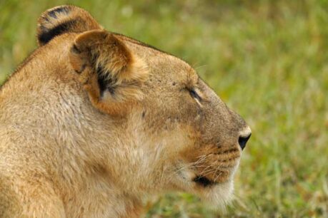 Lions lounge at Chobe National Park in Botswana.