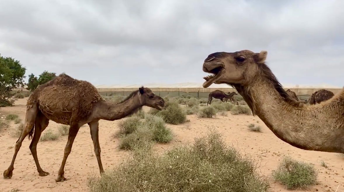 Camels in Agadir, Morocco