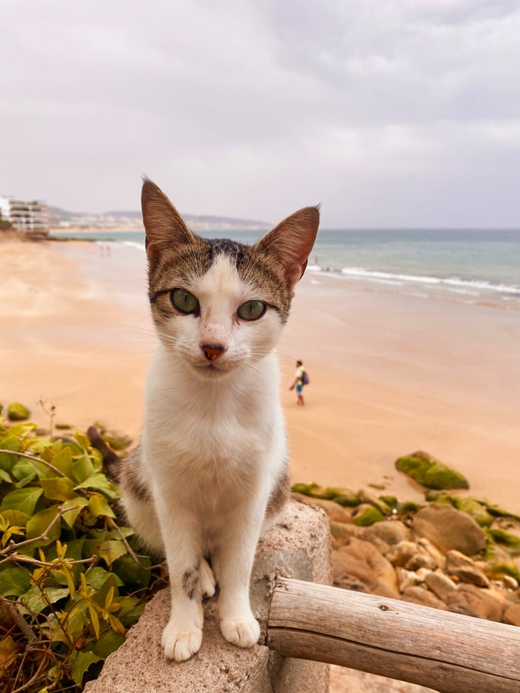 Stray cat in Agadir, Morocco
