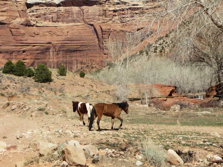 Horses in Canyon de Chelly