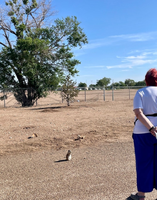 Prairie Dog Town