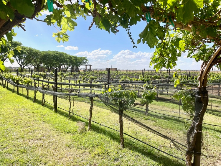 Wine Tasting Tour Things to do in Lubbock Texas