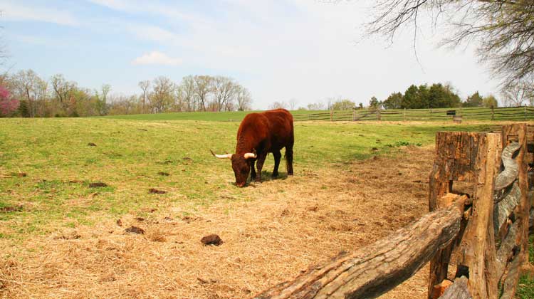 A cow at Mount Vernon