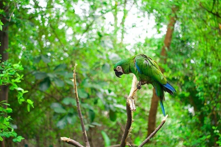 Parrot in Ecuador. Photo by Ryk Porras, Unsplash