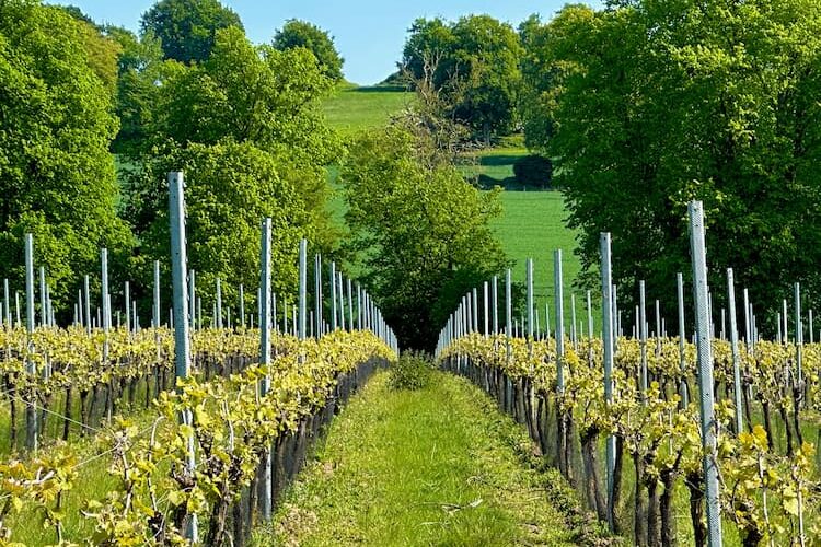 Simpsons vineyard. Simpsons Wine Estate encompasses 112 acres in Kent, England. Photo by Amy Laughinghouse