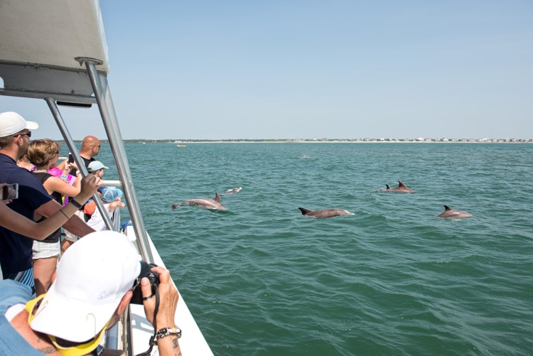 Passengers spot dolphin during a cruise off Myrtle Beach, South Carolina