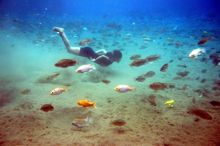 Snorkeling is a good way to get close up and personal with colorful fish.