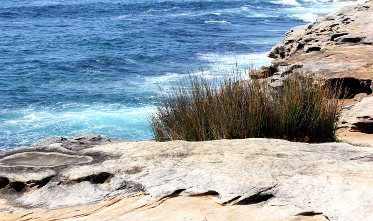 Malabar Headlands