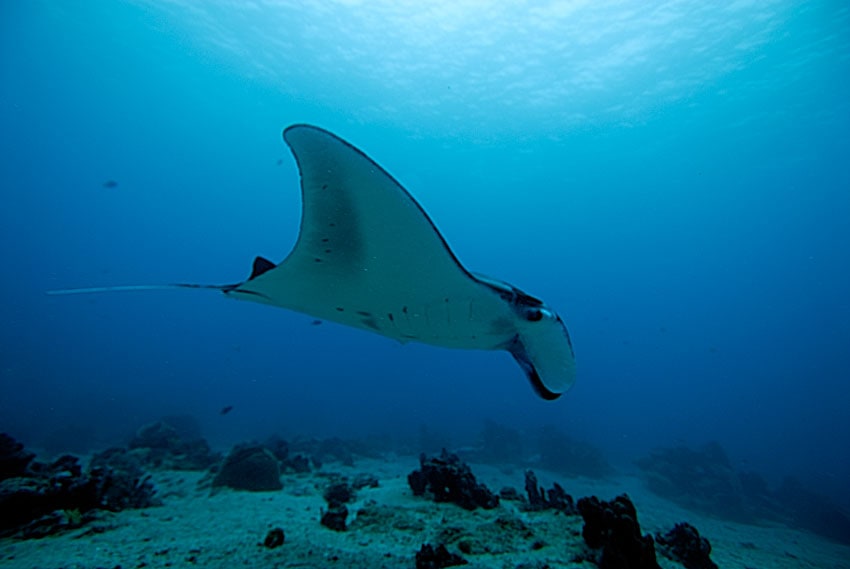 A giant manta ray off the shore of the Island of Hawaii. Photo by iStock