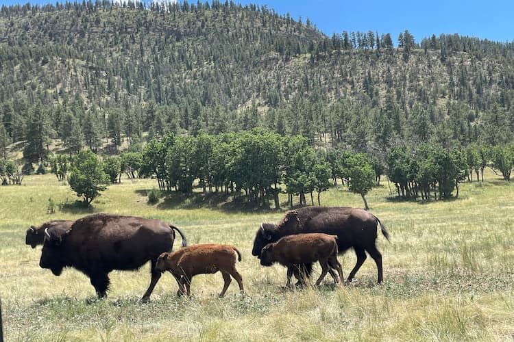 Bison mothers and their babies. Photo by Debbie Stone