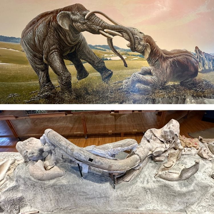 "Clash of the Mammoths" featured at the Trailside Museum in Fort Robinson State Park