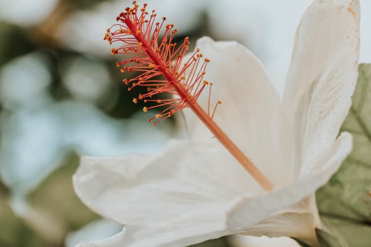 Flower in Maui, USA. Photo by Abbs Johnson, Unsplash