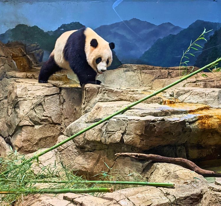 Giant panda at the Smithsonian National Zoo