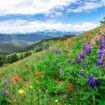 Flower-filled meadows cover the mountains near Vail, Colorado in summer