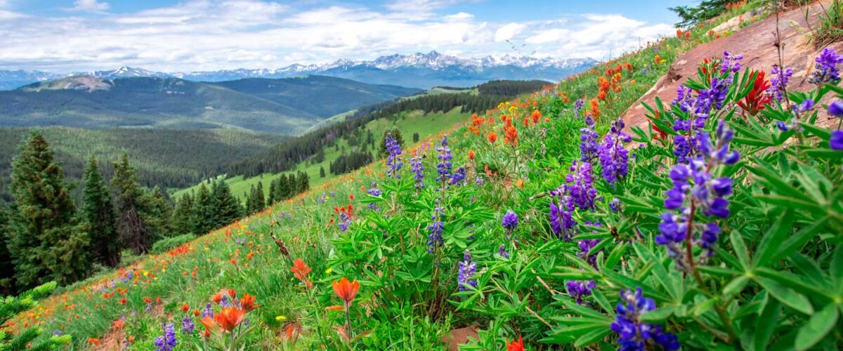 Flower-filled meadows cover the mountains near Vail, Colorado in summer