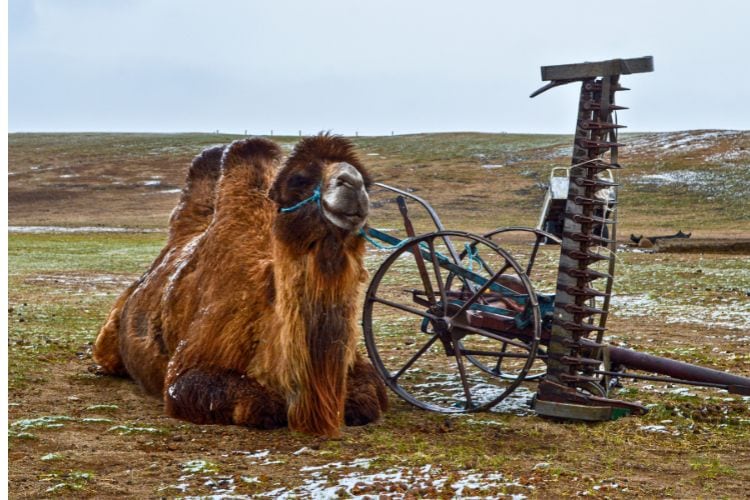 A camel we'd eventually ride in the Khogno Khan National Park. Photo by Richie Henry