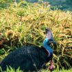 Cassowary, A vibrant dash of danger in Daintree Rainforest's heart, Pinterest. Photo by Karina Em