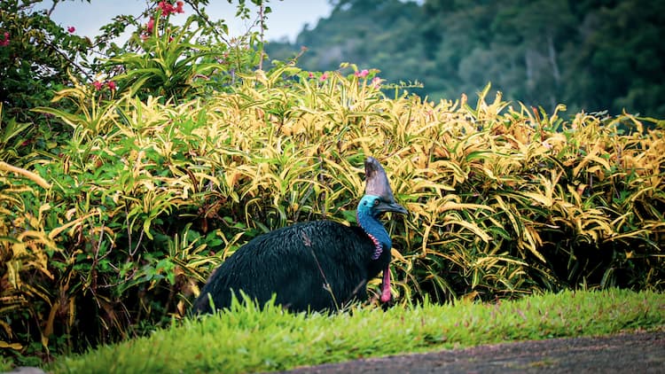 Cassowary, A vibrant dash of danger in Daintree Rainforest's heart. Photo by Karina Em 