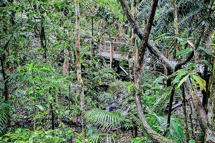 Daintree Rainforest, An enchanting realm of biodiversity and untamed beauty. Photo by Karina Em