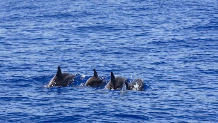 Dolphin watching tour in the Maldives. Photo by Pixabay.