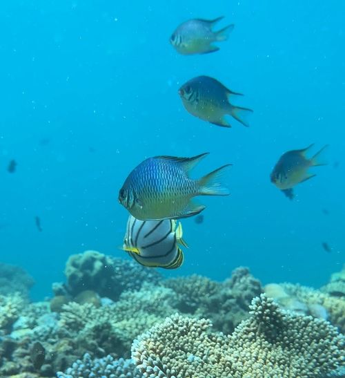 Exploring the underwater aquatic life in the Maldives. Photo by Pooja Amritkar.