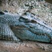 Ferocious Saltwater crocodile, a hidden peril in Daintree Rainforest. Photo by Karina Em