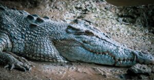 Ferocious Saltwater crocodile, a hidden peril in Daintree Rainforest. Photo by Karina Em