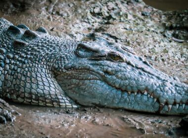 Ferocious Saltwater crocodile, a hidden peril in Daintree Rainforest. Photo by Karina Em