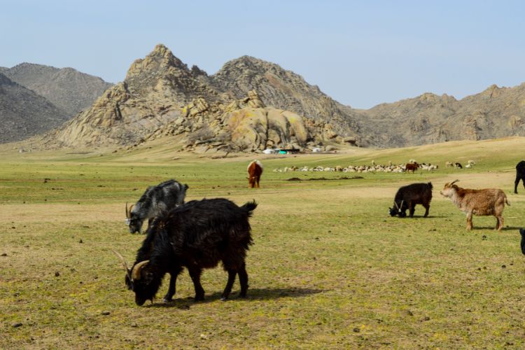 Goats on the Khogno Khan campsite. Photo by Richie Henry