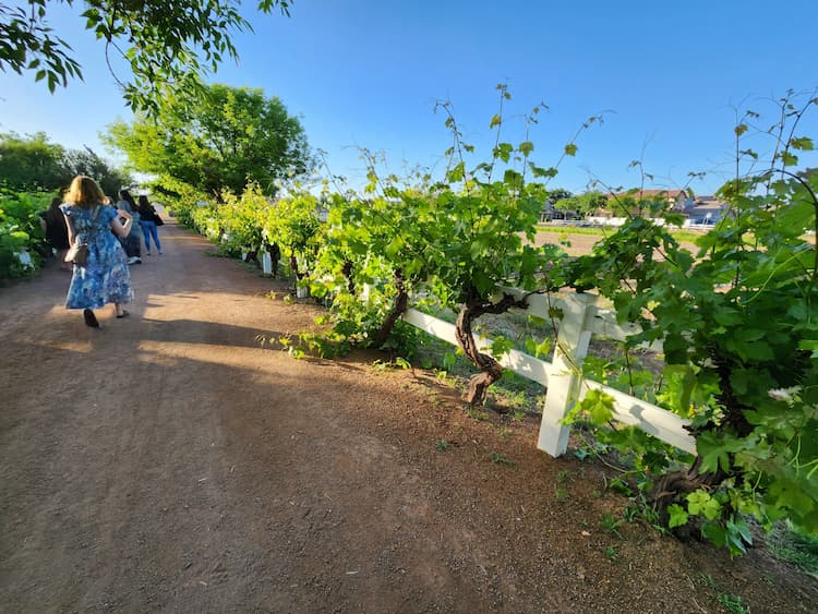 Grape Vines in Mesa. Photo by Carrie Dow