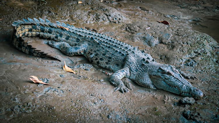 Saltwater crocodile, patiently waiting for its next victim on the riverbank in Daintree Rainforest. Photo by Karina Em