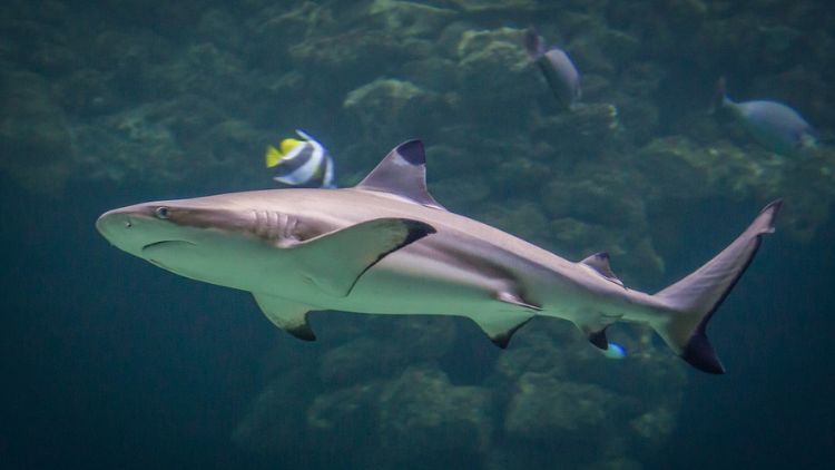 The majestic blacktip reef shark. Photo by Pixabay.