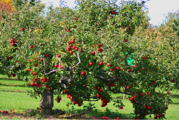 There are over 800 acres of Apple Orchards in Door County