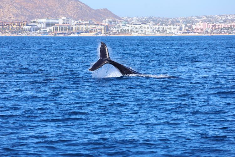 Whale watch 2 from catamaran. Courtesy of AIC Hotels