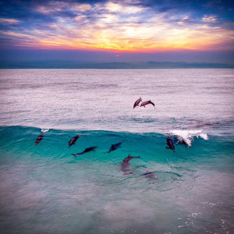 Dolphins at sunset. Photo by Nick Dunn on Unsplash