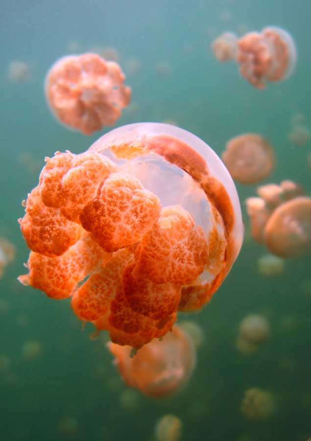 Jellyfish in Jellyfish Lake in Palau. Photo by Sean Robertson on Unsplash