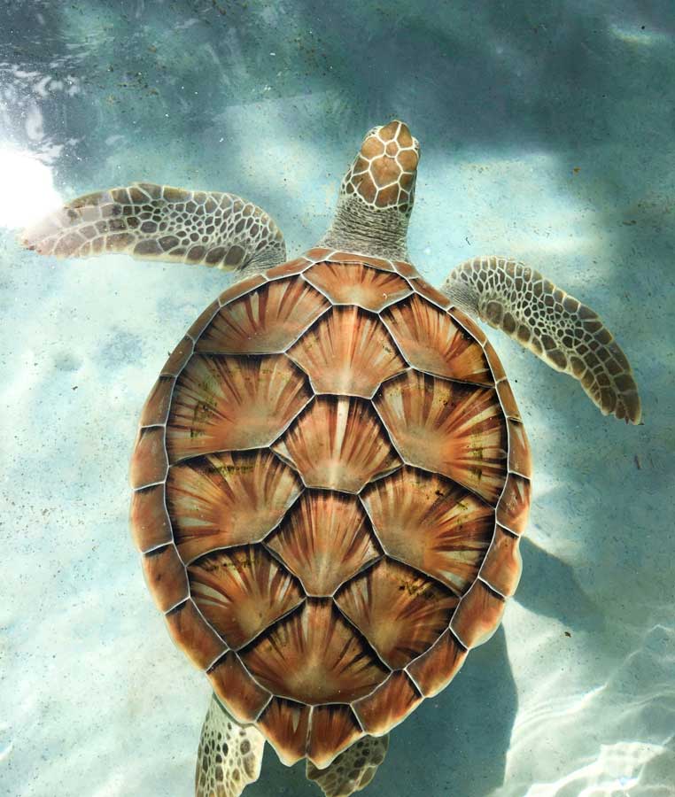 A green sea turtle off the coast of Hawaii