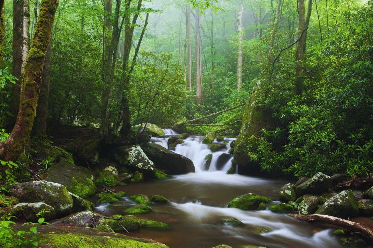 Cascading waters in the lush woods