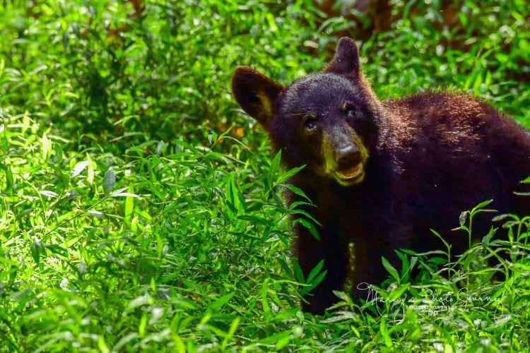 Black bear in tall grass at Great Smoky Mountains National Park