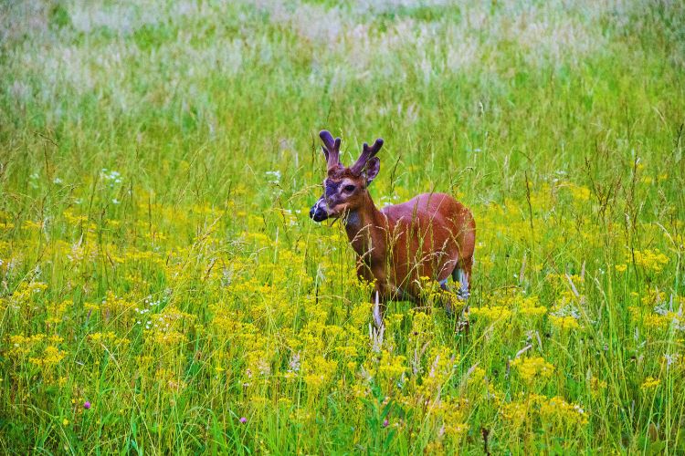 deer in the grass at Great Smoky Mountains NP