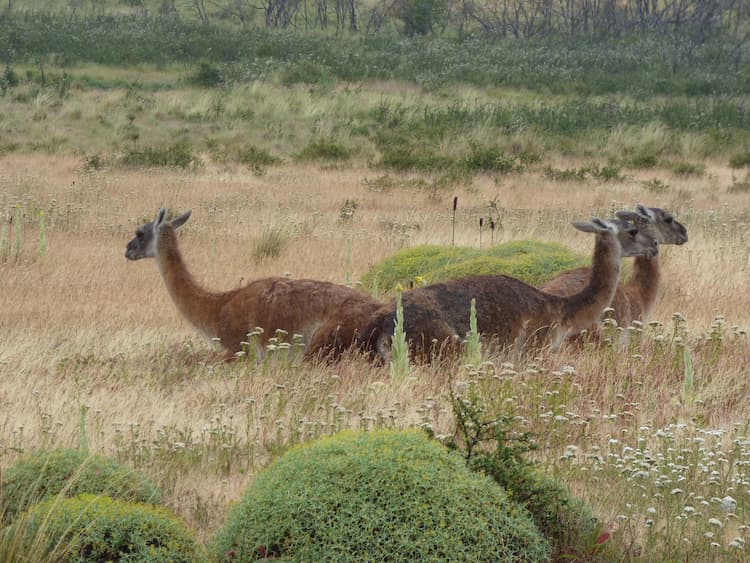 Guanacos in Patagonia National Park. Photo by Don Mankin