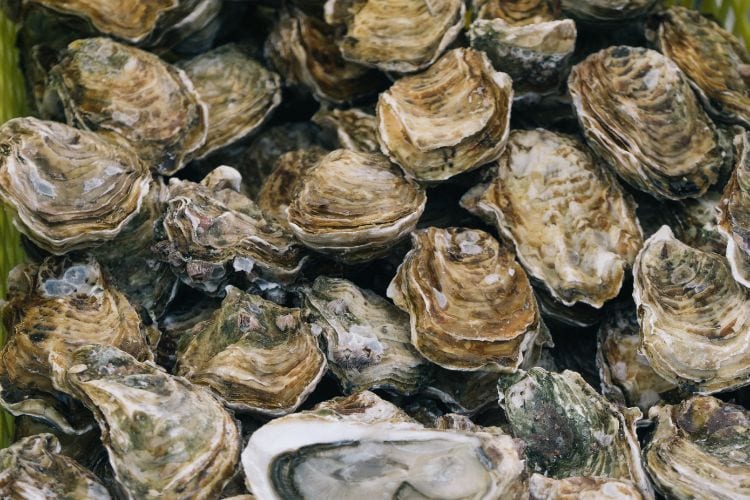 Oysters. Photo by Unsplash
